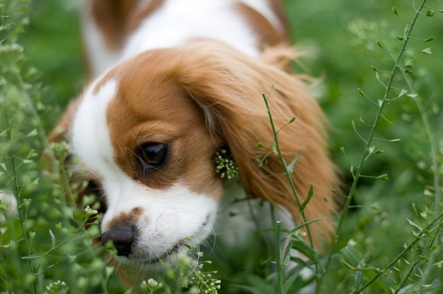 Cavalier King Charles Spaniel