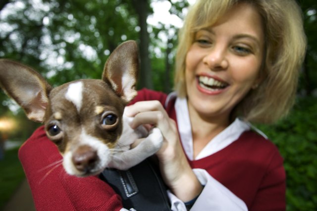 Woman holding pet chihuahua