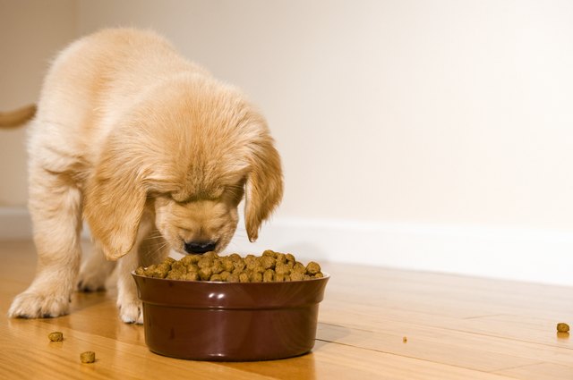 Puppy eating
