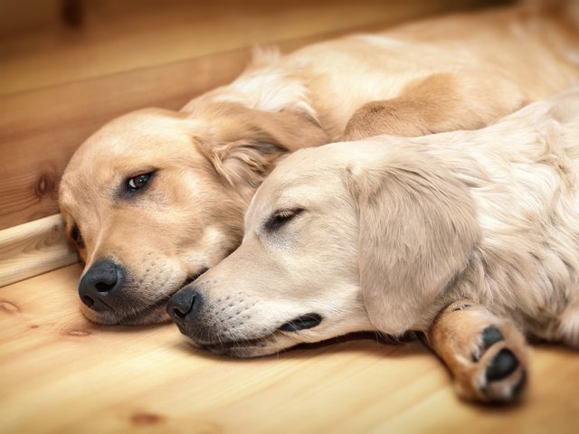 View of two dogs lying