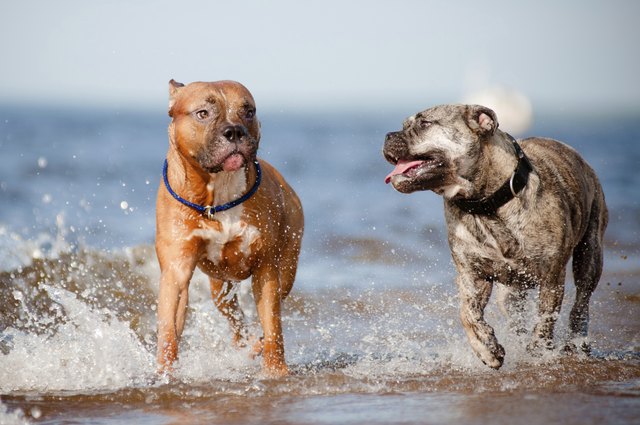 two happy dogs running on the beach