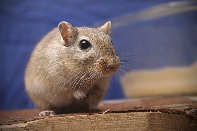Gerbil