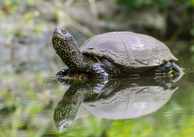 European turtle