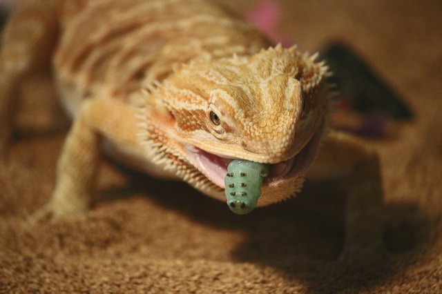 Bearded Dragon Lizard Eating