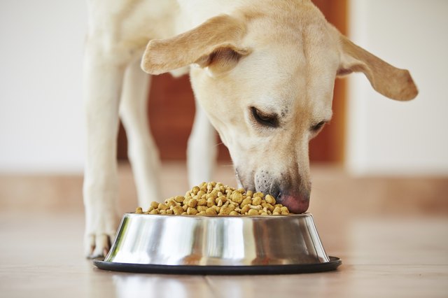 Hungry dog