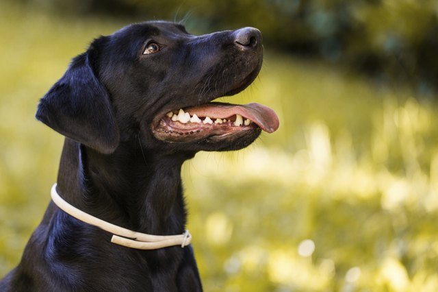 Black labrador
