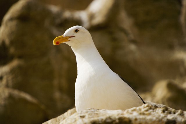 Low angle view of a seagull, La Jolla, California, USA