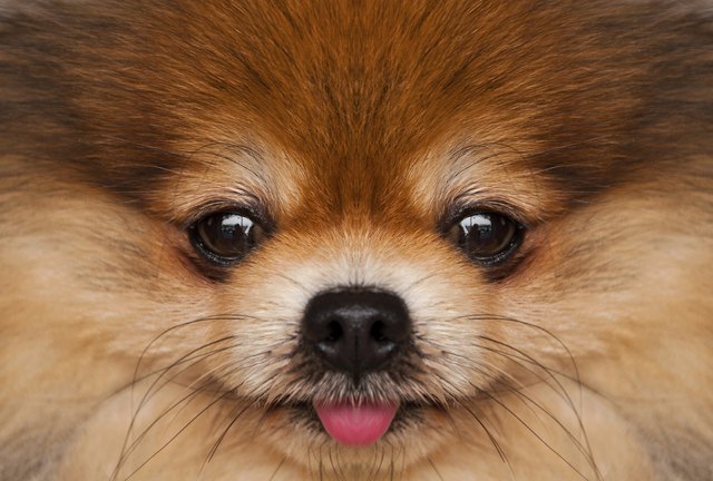 Pomeranian.