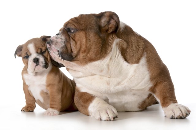 father and daughter dog