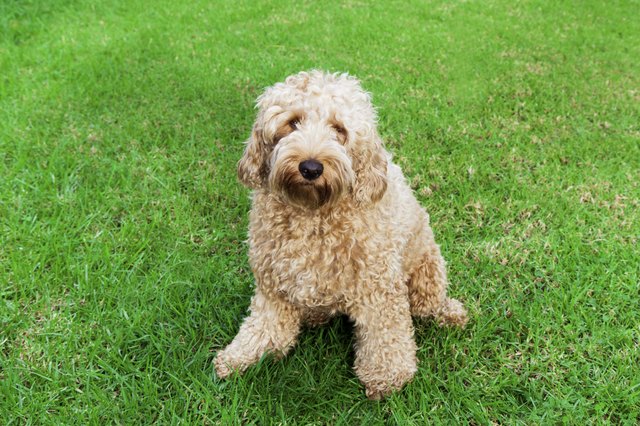 Labradoodle in grass