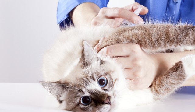 reception at the vet