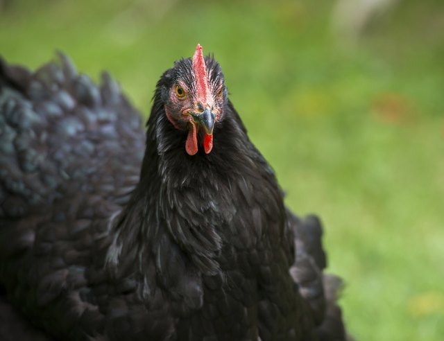 Black Chicken on a Farm