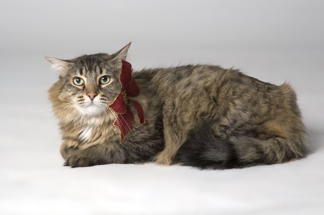 Long haired cat