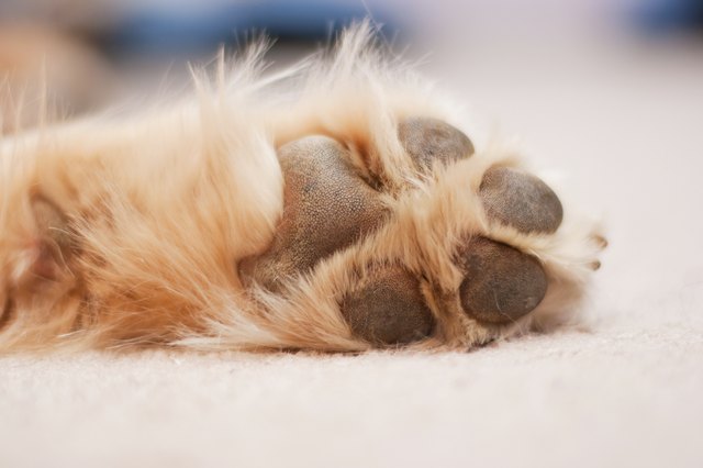 Dog Paw