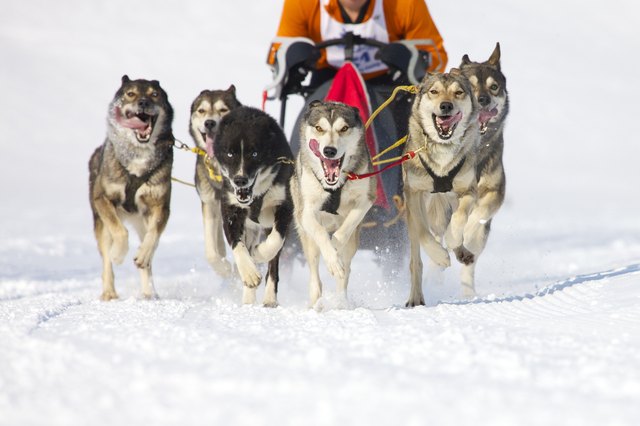 Sled dog Race in Lenk / Switzerland 2012