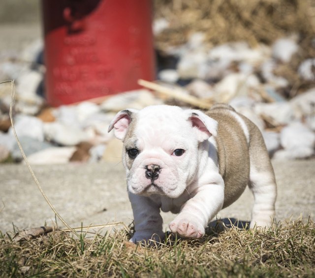 bulldog puppy outside