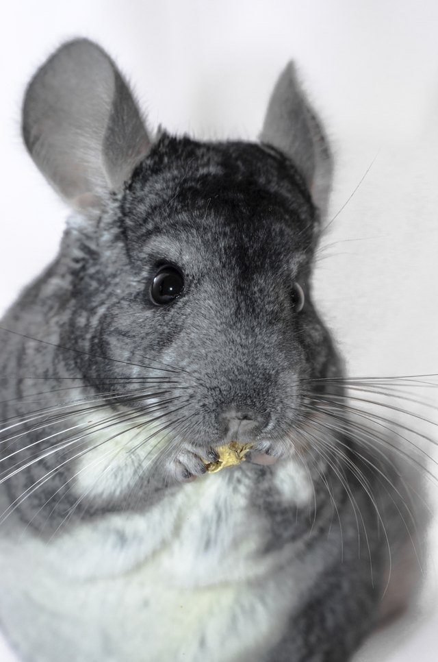 Chinchilla