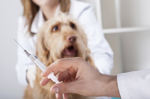 Dog before injection