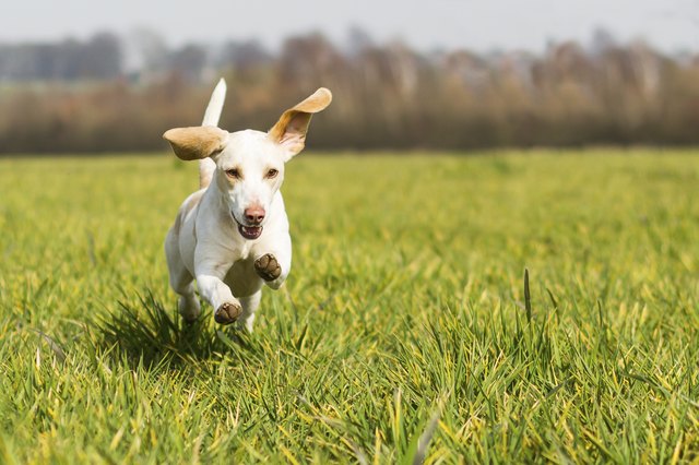 Beagle dog running on grass