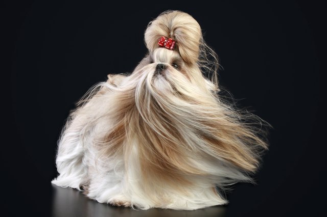 Shih tzu on a dark background