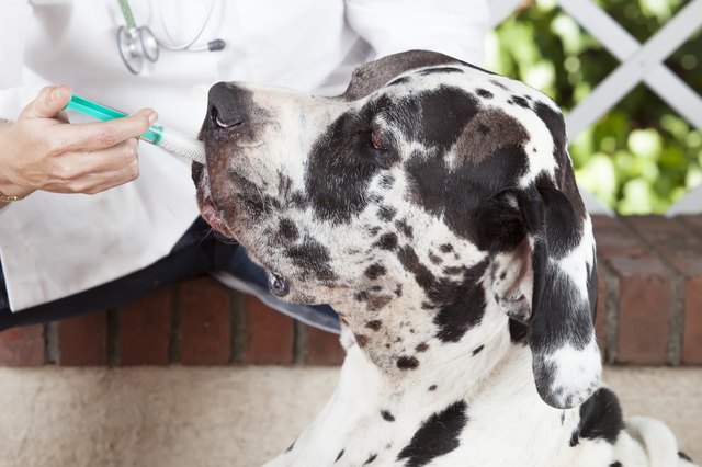 great dane