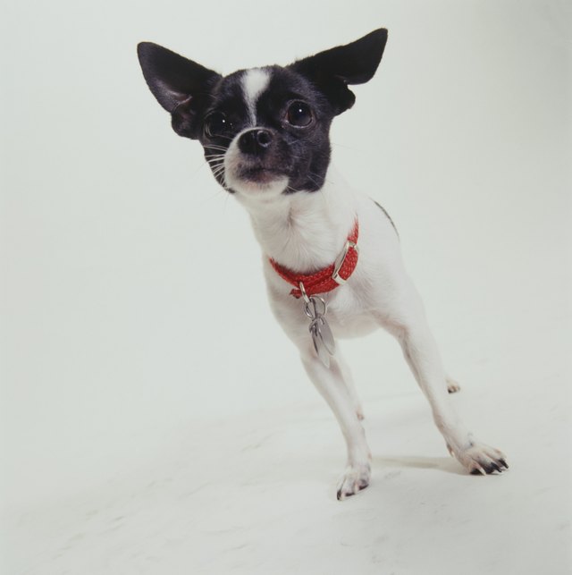Dog, Chihuahua standing,