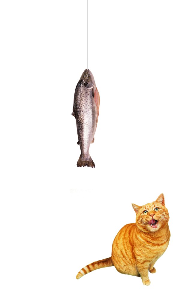 Cat looking up at fish on line (digital composite)
