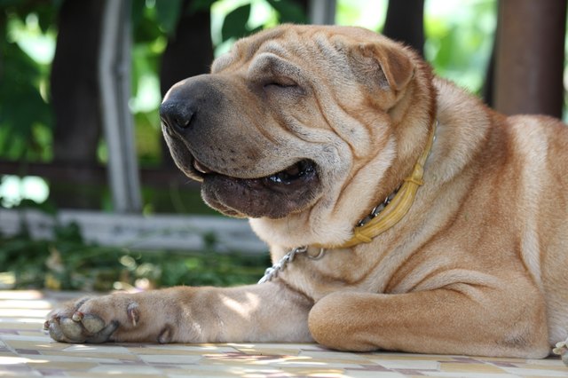 sharpei portrait