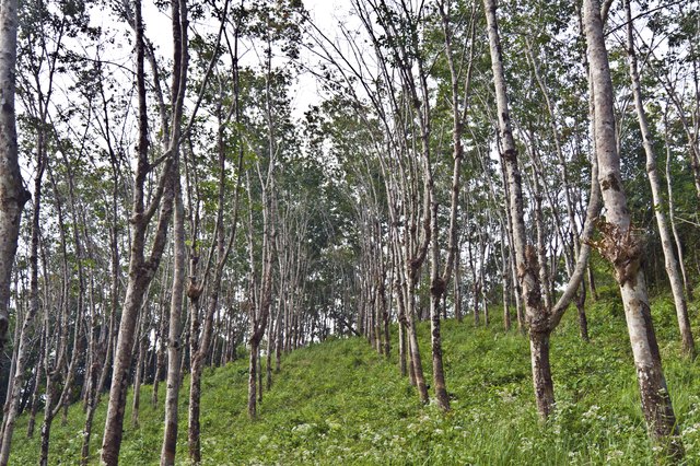 rubber tree plantation in Thailand