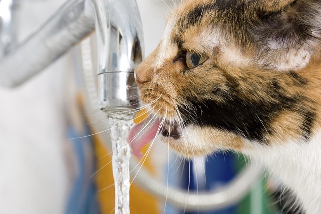 The cat drinks from crane