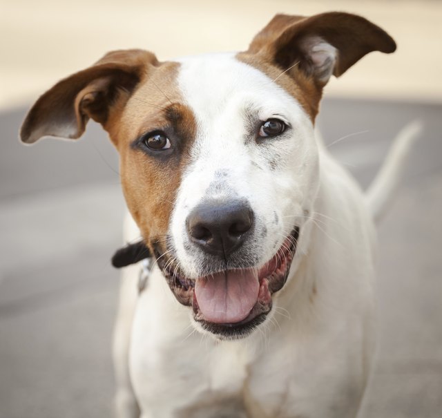 Very Friendly White and Red Mixed Breed Dog