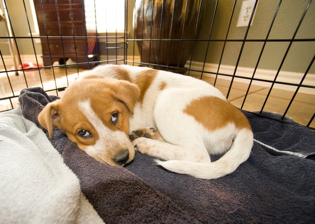 Texas Red Heeler Pup.