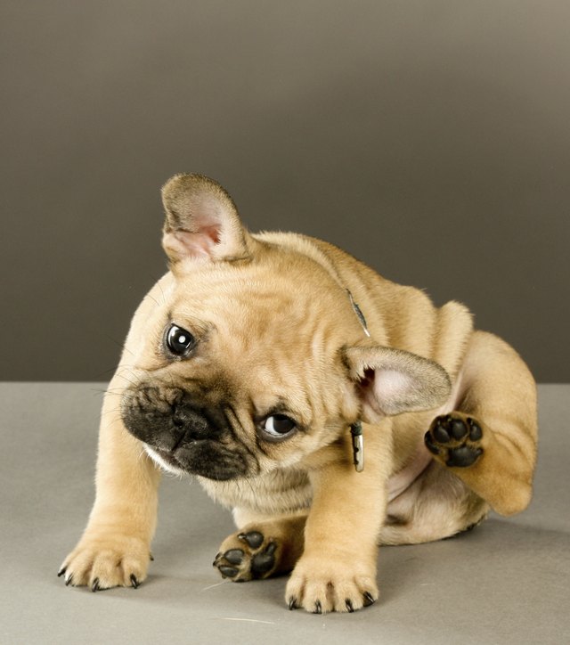 Adorable Scratching Puppy