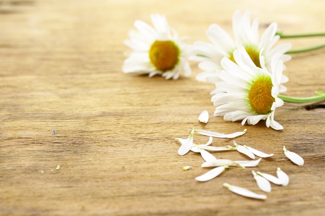 Fresh daisy chamomile flowers on wooden background