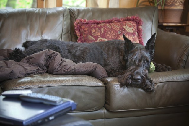Schnauzer reclining on couch