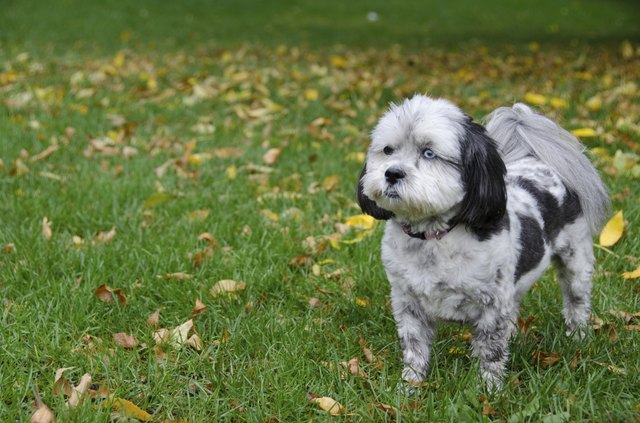 Grooming Ideas for a Shih-Poo | Cuteness