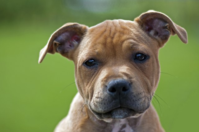 cute little puppy