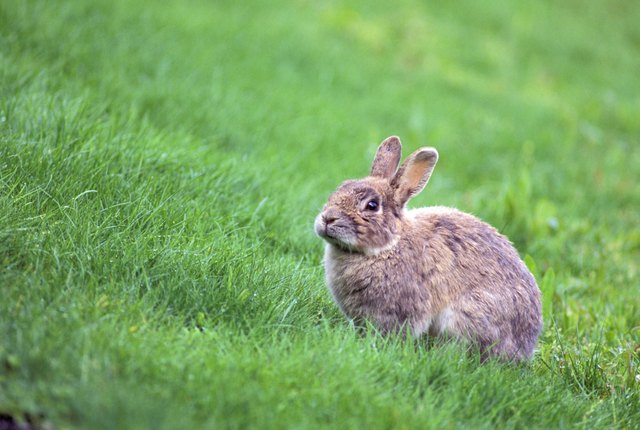 Rabbit in a field
