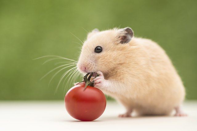 Golden Hamster