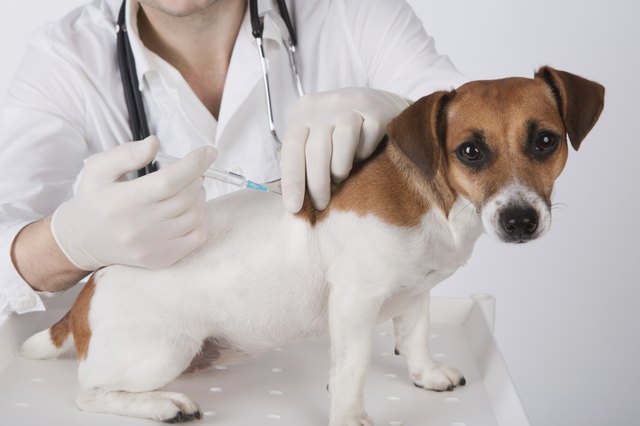 vet is giving the vaccine