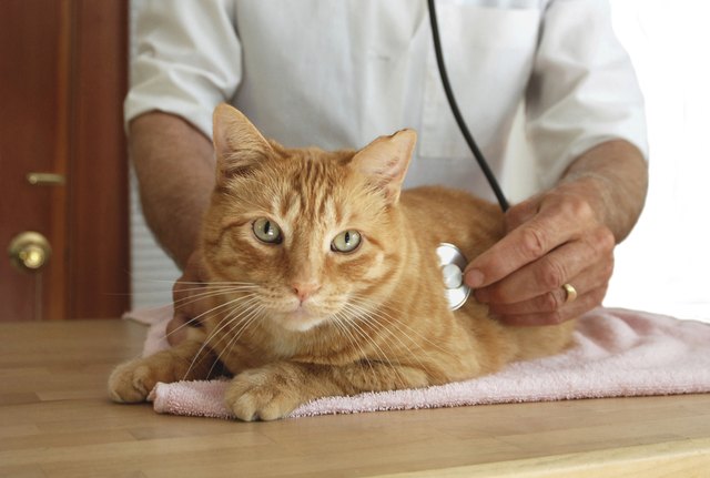 Cat at the vet