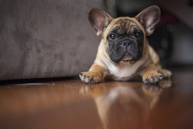frenchie