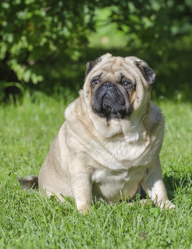 Fat pug dog