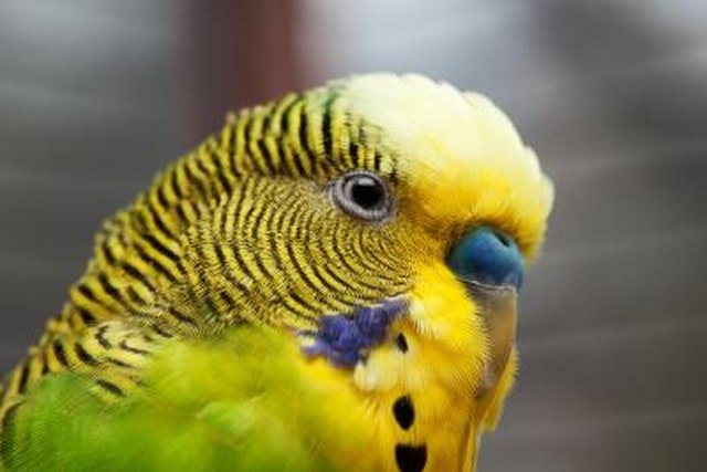 How Do I Know If My Parakeet Is Going to Lay Eggs? | Cuteness