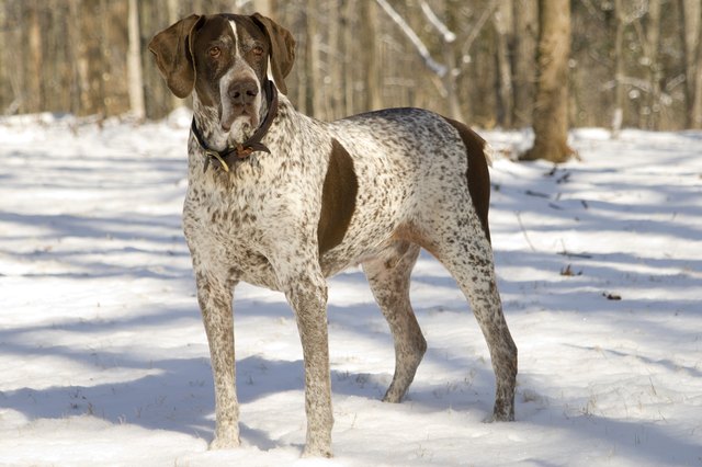 Top 10 Best Hunting Dogs | Cuteness