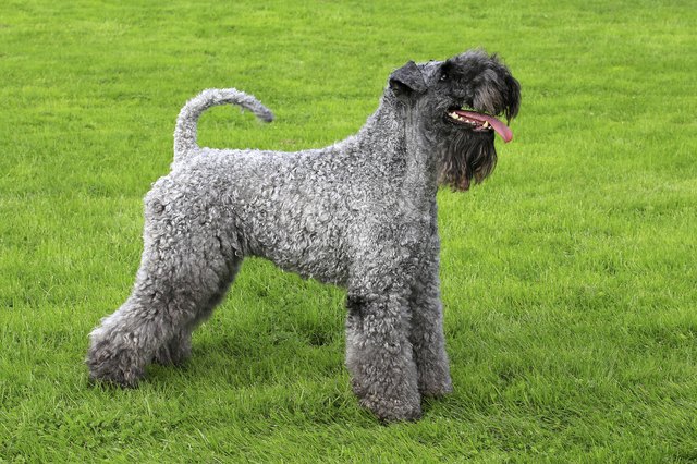 Portrait of Kerry Blue Terrier