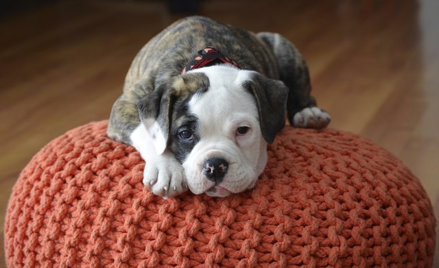 Olde English Bulldog puppy