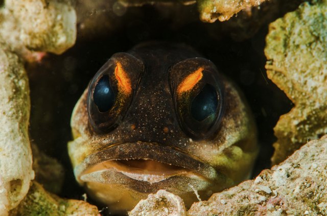 Opisthognathidae