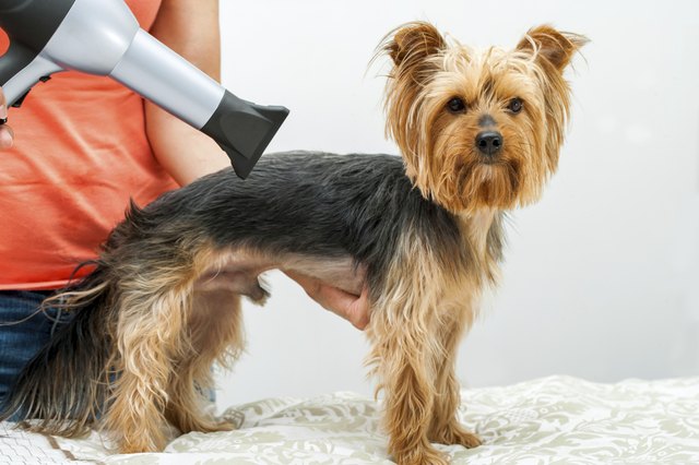 Yorkshire in dog salon.
