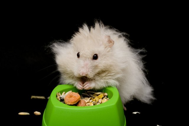 Hamster
